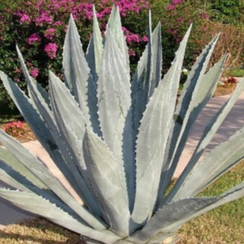 Agave Blue - Plant It Tampa Bay "Explore our stunning Agave plant images, showcasing the unique beauty of these drought-tolerant succulents.