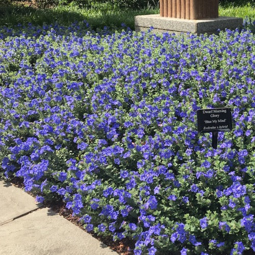indoor blue flowering plants Blue Evolvulus (Blue My Mind) – Plant It Tampa Bay