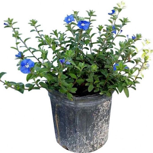 Blue Evolvulus (Blue My Mind) - Plant It Tampa Bay