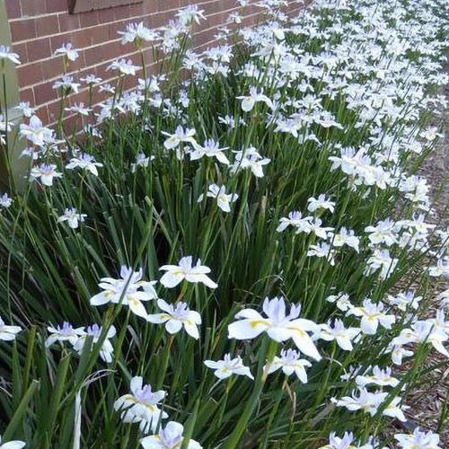 African Iris "Butterfly Iris" - Plant It Tampa Bay