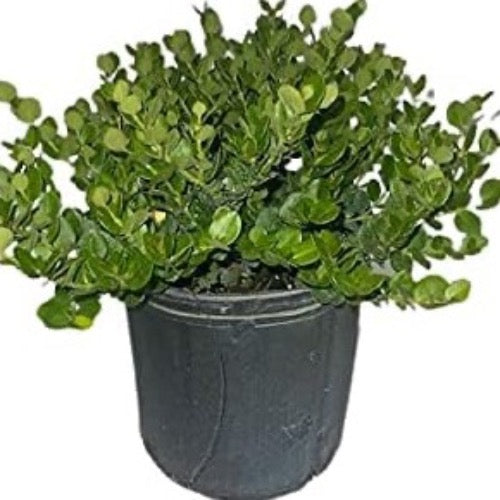 Carissa varieties Natal Plum Boxwood Beauty  and Emerald Blanket - Plant It Tampa Bay