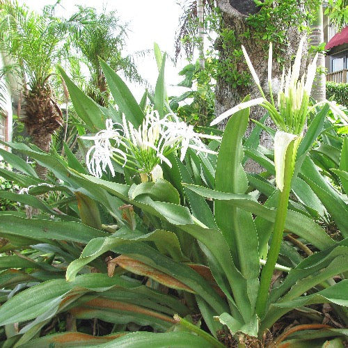 crinum lily white Crinum lily