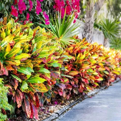 Best Plants for Full Florida Sun: Top Picks for Vibrant Gardens 3 Best Plants for Full Florida Sun: Top Picks for Vibrant Gardens