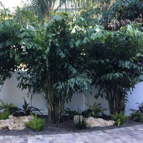 fish palm plant Fishtail Palm