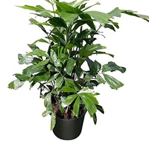 Fishtail Palm - Plant It Tampa Bay