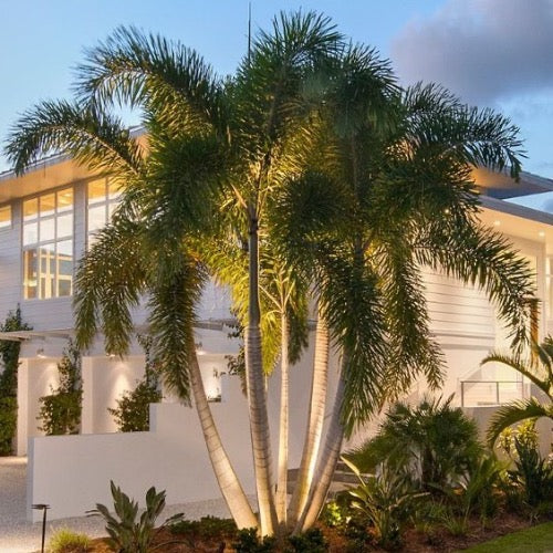 Foxtail Palm - Plant It Tampa Bay