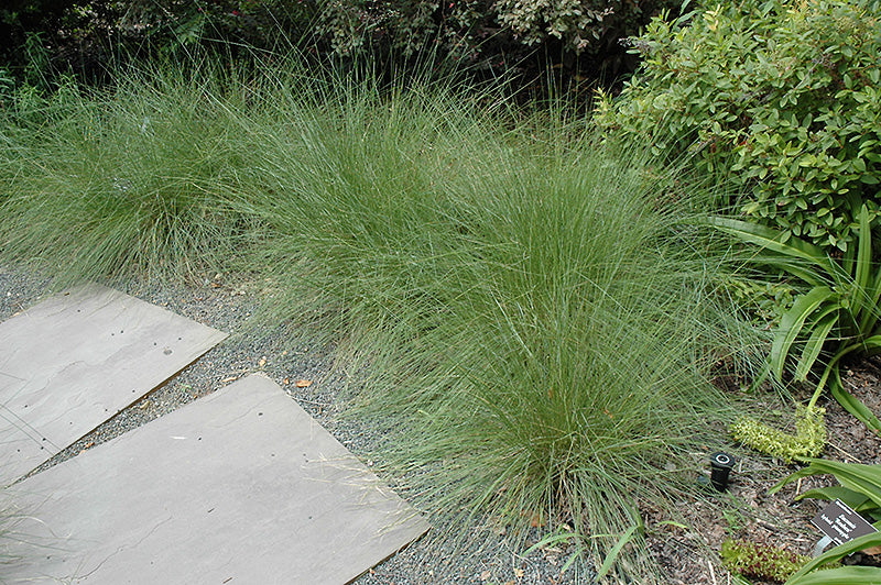 Muhly Grass Pink