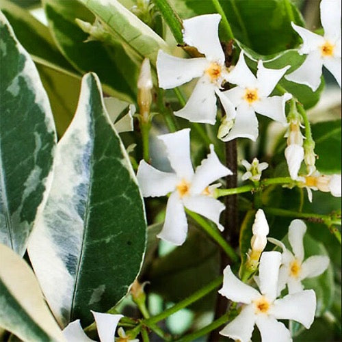 Jasmine Variegated Star - Plant It Tampa Bay