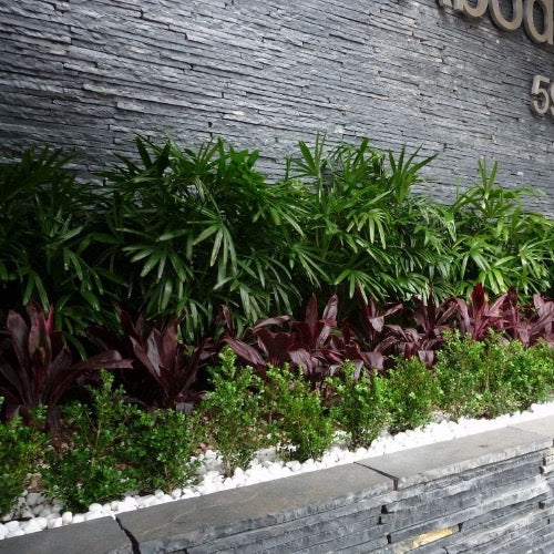 lady palm plant Lady Palm – Plant It Tampa Bay
