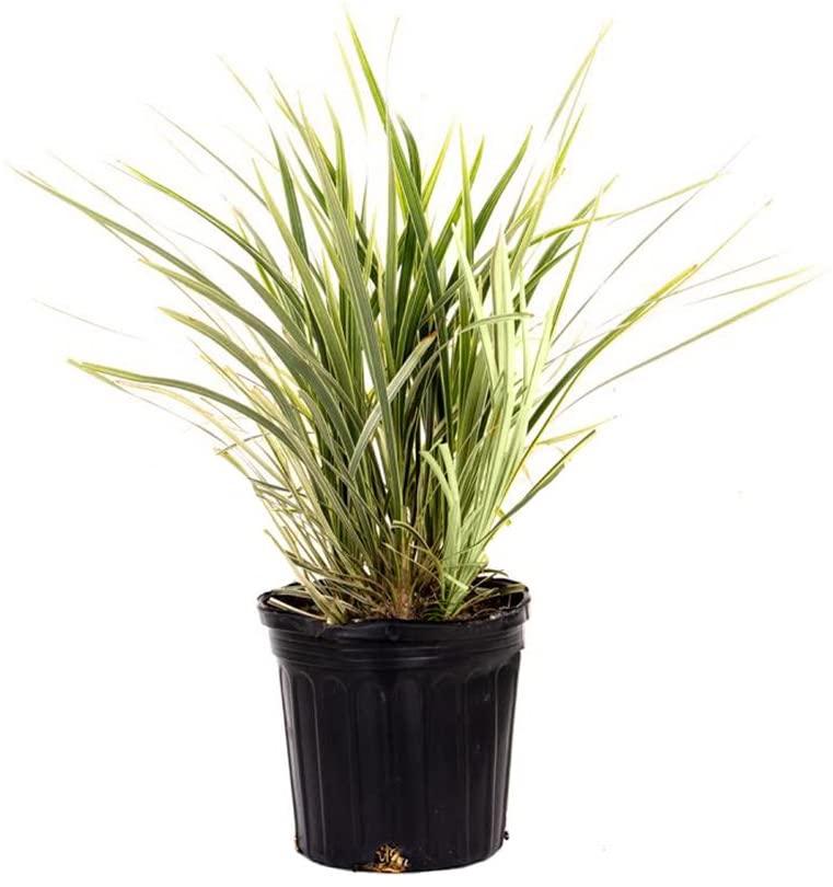 Aztec Liriope - Plant It Tampa Bay