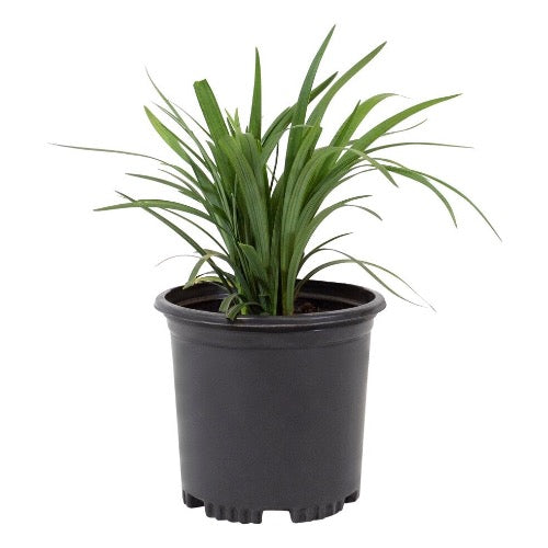 Liriope Super Blue - Plant It Tampa Bay