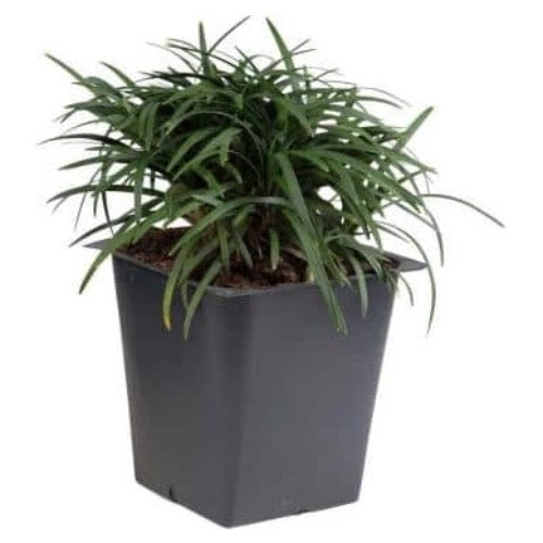 Mondo Grass Dwarf - Plant It Tampa Bay