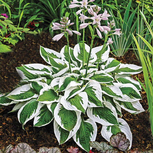 hosta house plant Spring Hill Nurseries Variegated Foliage Perennial Patriot Hosta Live Bareroot Plant