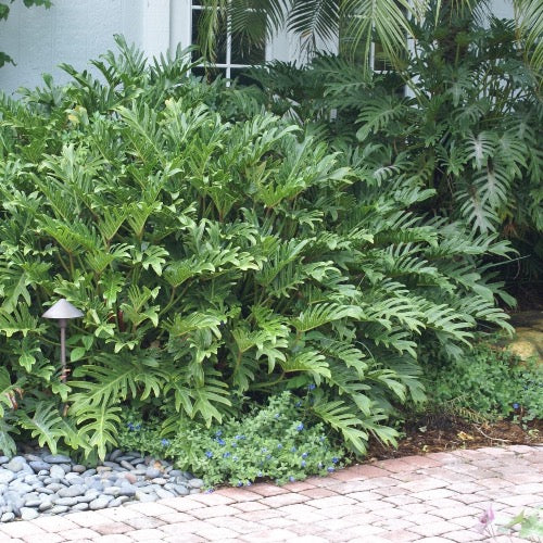philodendron hope care outdoors Philodendron Hope
