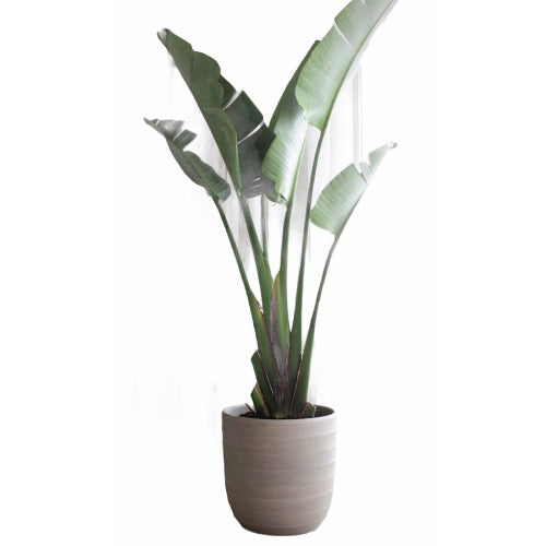 Travelers Palm are great in containers - Plant It Tampa Bay