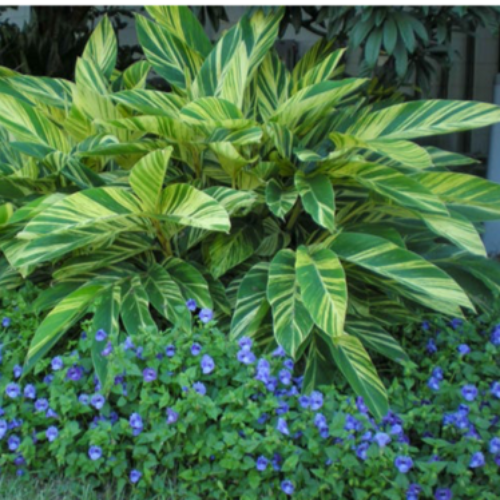 Variegated Ginger Lily Plant It Tampa Bay
