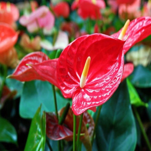 Anthurium Red Flowering - Plant It Tampa Bay