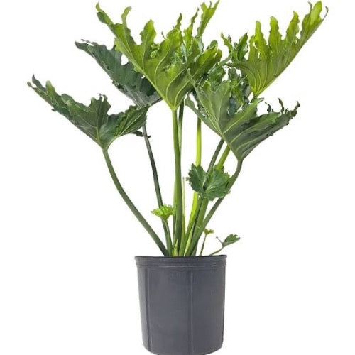 Philodendron Selloum Plant - Plant It Tampa Bay