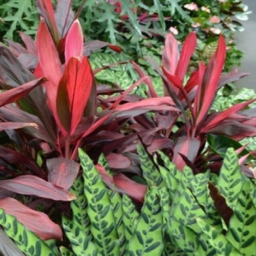 ti plant indoors Hawaiian TI Plant