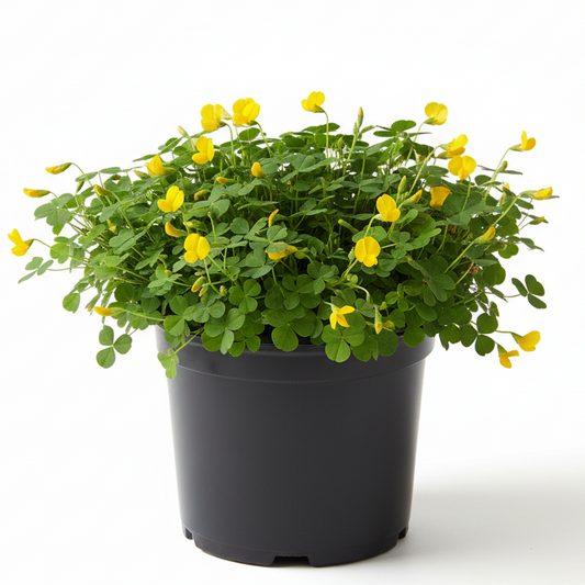 Perennial Peanut Care Guide: The Ultimate Low-Maintenance Ground Cover for Tampa Bay