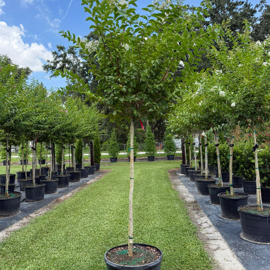 How to Prune Crape Myrtle Trees: The Right Way, Right Time