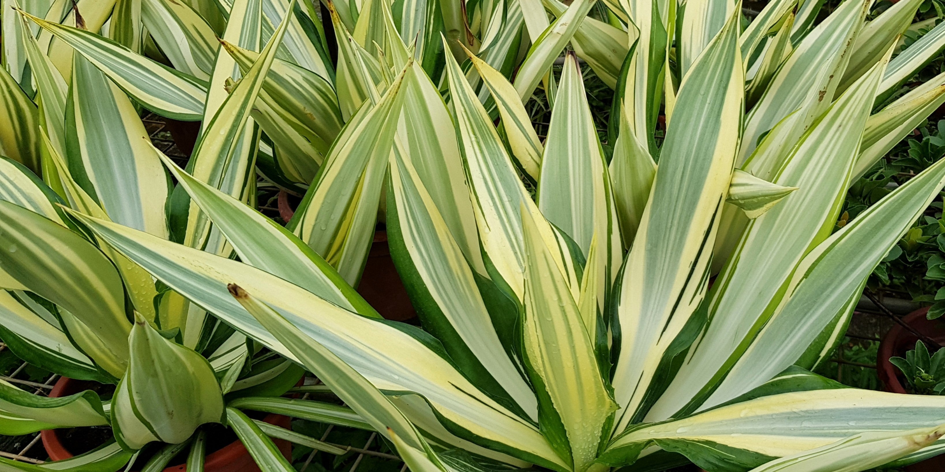 Best Accent Plants - Plant It Tampa Bay