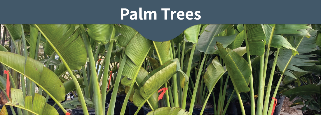 Best Palms for Florida