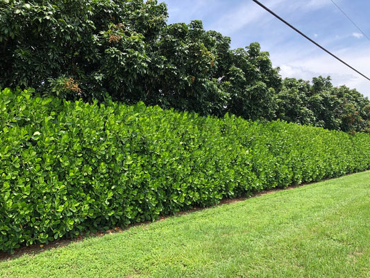 Why the Clusia plants is quickly becoming the most popular hedge plant