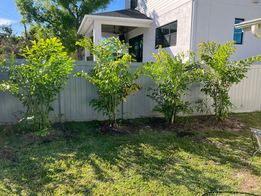 Care for newly planted palm tree