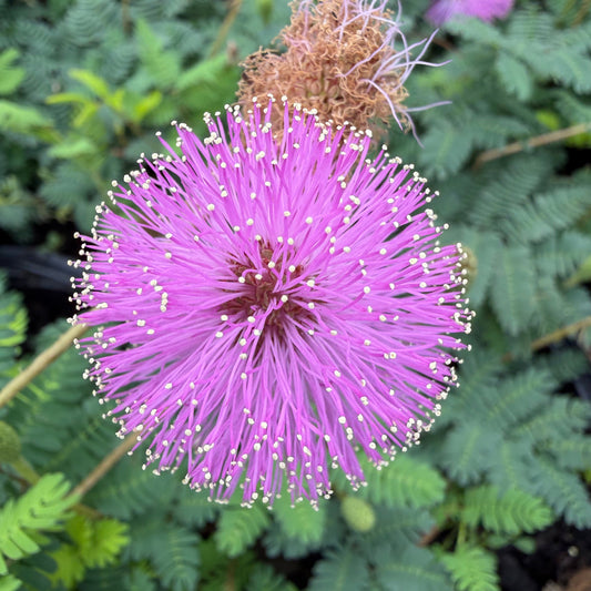 Sunshine Mimosa Care Guide: Florida's Favorite Native Ground Cover