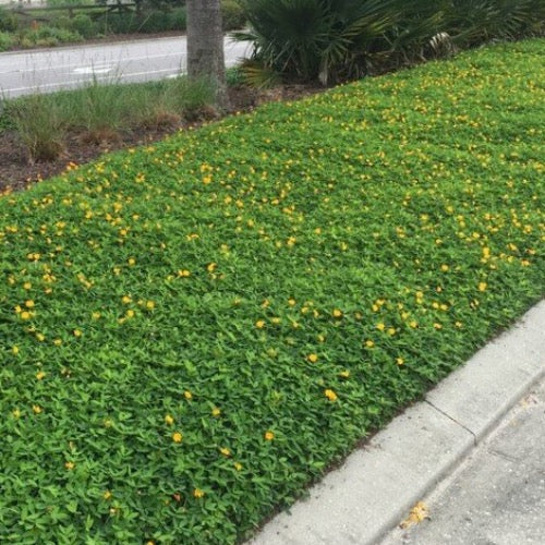 Perennial Peanut Ground Cover: The Ultimate Guide for Tampa Bay Landscapes