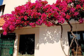 When it comes to planting Bougainvillea on a trellis