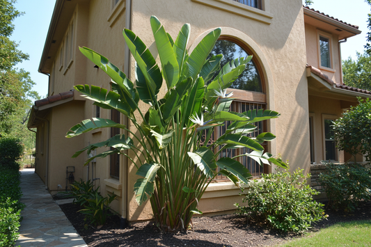 Bird of paradise white vs orange