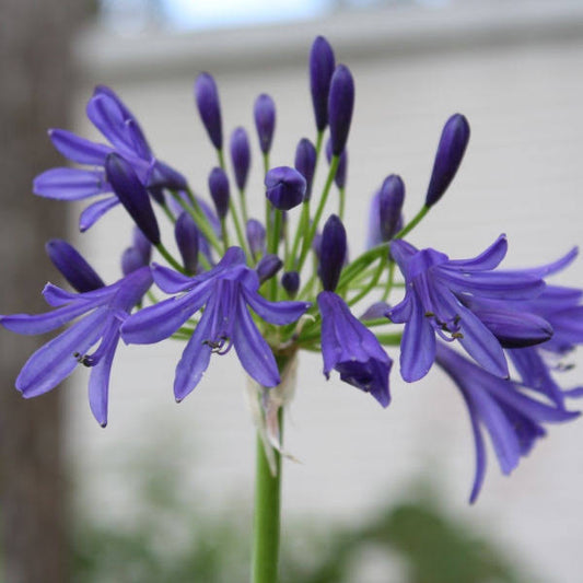 How to care for freshly installed plants in fla