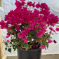 Bougainvillea Bush