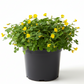 perennial peanut plant Plant It Tampa Bay