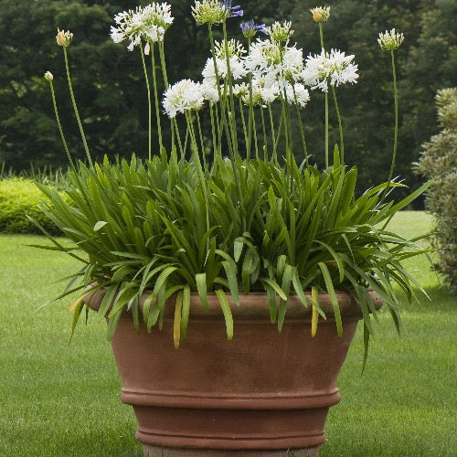 Agapanthus 'Elaine' (Lily of the Nile) is a stunning flowering plant that adds a touch of elegance to any garden or landscape. Agapanthus is cherished for its striking clusters of trumpet-shaped flowers and its lush, strap-like foliage. Grows great in a container