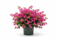 3 gallon Bougainvillea plant