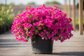 3 gallon pink Bougainvillea plant
