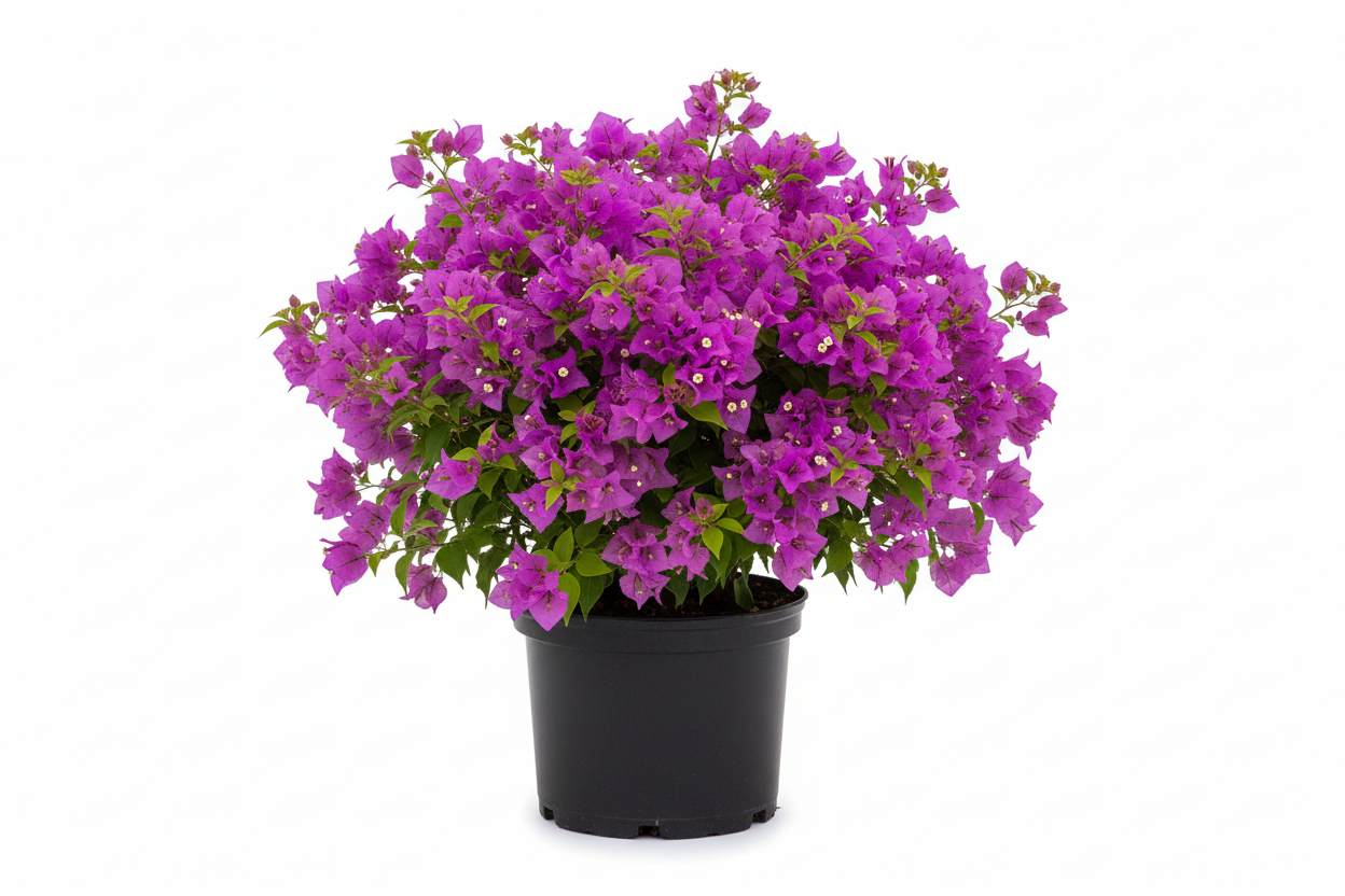 3 gallon purple Bougainvillea plant