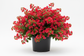 3 gallon red Bougainvillea plant