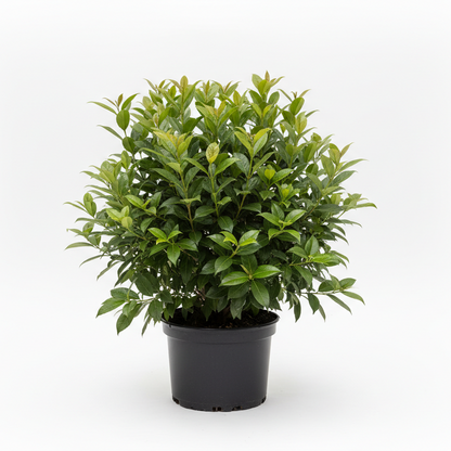 3 gallon Viburnum Odoratissimum