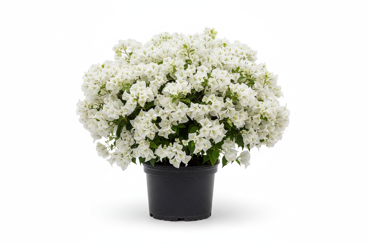 3 gallon white Bougainvillea plant