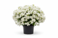 3 gallon white Bougainvillea plant