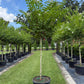 Crape Myrtles - Assorted
The Crape Myrtle tree, also known as Lagerstroemia, is a popular ornamental tree cherished for its vibrant and long-lasting blooms. Native to Asia, this deciduous tree is a staple in many Southern U.S. landscapes due to its heat and drought tolerance.