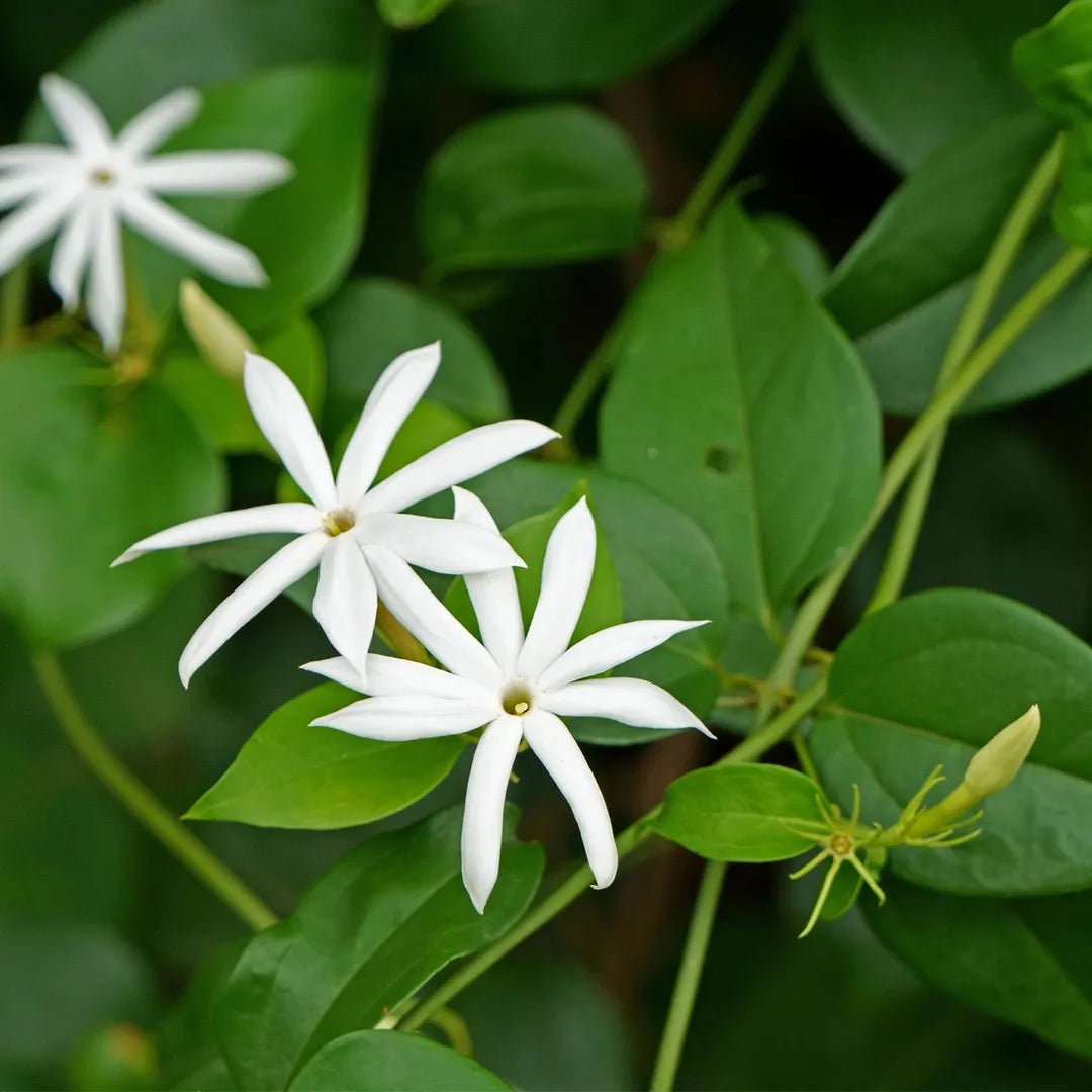 Downy Jasmine