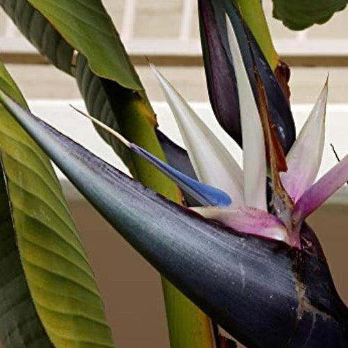 Bird of Paradise - White