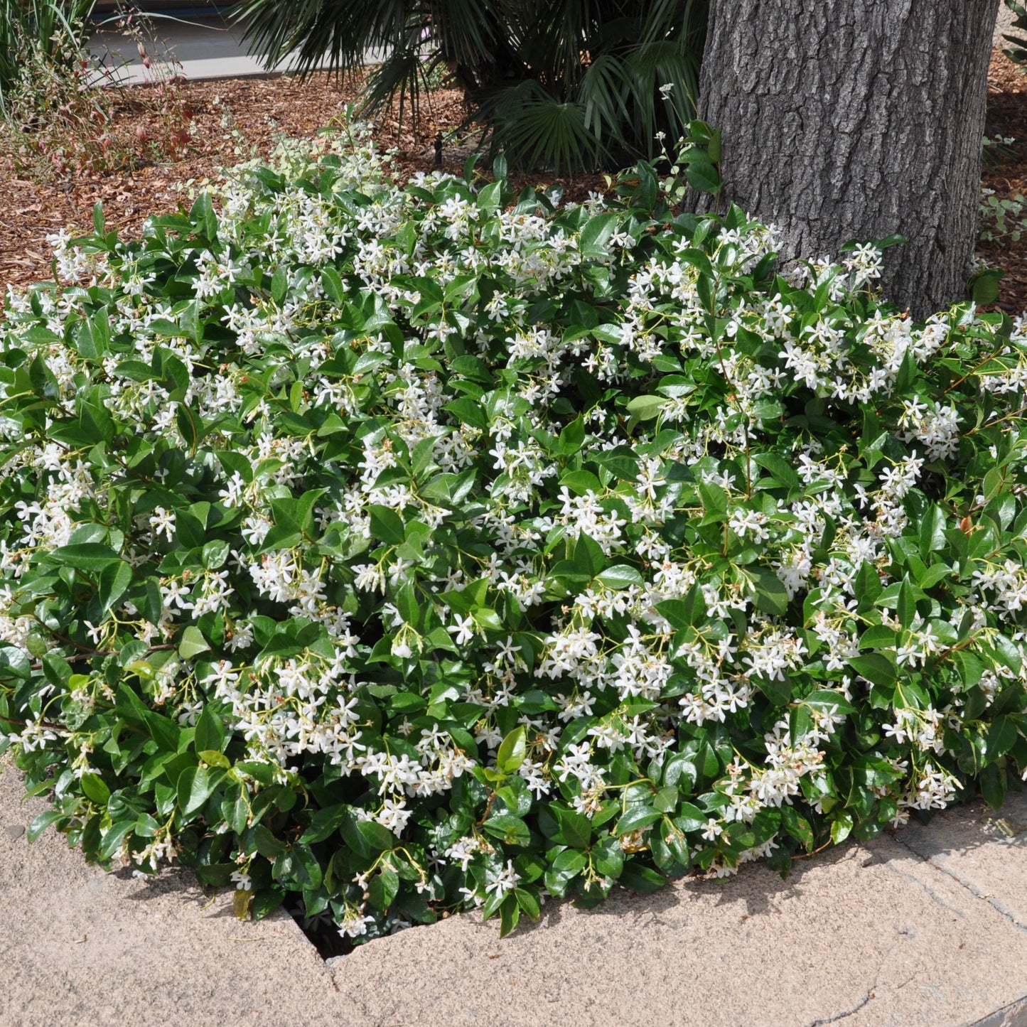 Downy Jasmine plant