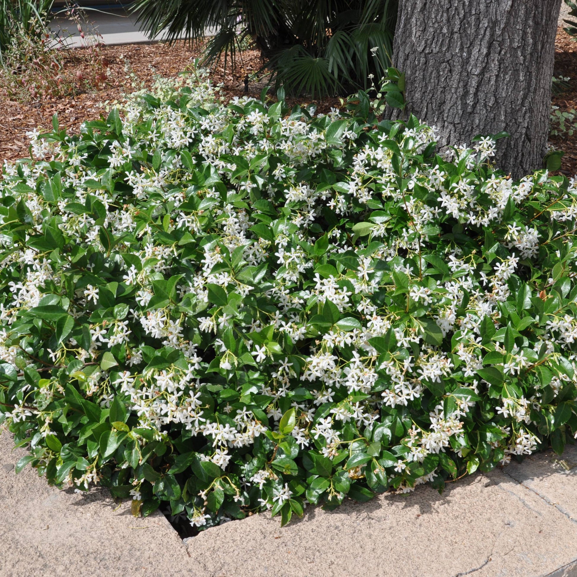 Downy Jasmine plant
