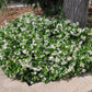 Downy Jasmine plant